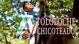 TOLOLOCHE CHICOTEADO Huichol [upl. by Illil262]