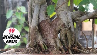 How to Make Banyan Tree Bonsai  Grow Banyan Bonsai [upl. by Treblihp212]