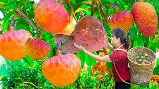 How Harvest Royal Peach  The fruit was offered to the king for to cook delicious dishes [upl. by Pat]