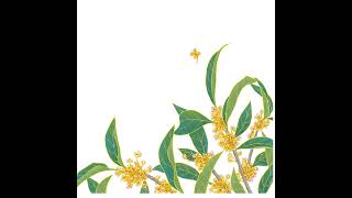 Osmanthus season The market is in full bloom [upl. by Furie]