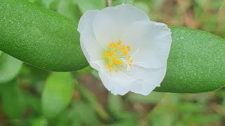 Purslane flower  ಗೋಣಿ ಹೂವು  Pot flower Gardening [upl. by Plusch]