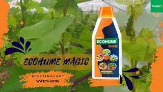 EcohumeMagic for Vineyards  The Biostimulant from MARGO [upl. by Bloem833]