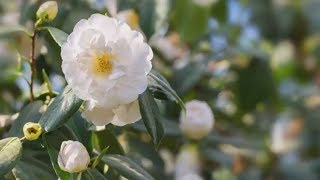 How to Grow Camellias  Mitre 10 Easy As Garden [upl. by Eimmaj]