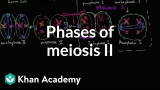 Phases of meiosis II  Cells  MCAT  Khan Academy [upl. by Vincelette]