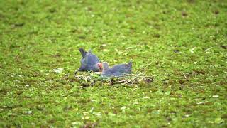 GreyHeaded Swamp hen [upl. by Leventis]