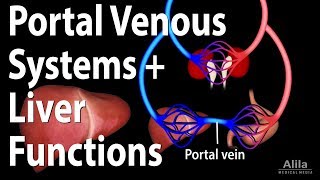 Portal Venous Systems Hepatic Portal System and Liver Functions Animation [upl. by Ennovyhc]