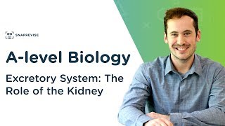 Excretory System The Role of the Kidney  Alevel Biology  OCR AQA Edexcel [upl. by Stanwood]