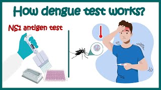 Dengue test  NS1 antigen test for Dengue  Dengue IgM amp IgG antibody test  How Dengue test works [upl. by Sellig]