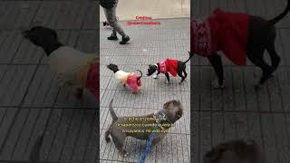 El circo shortsvideo dogsofyoutube perros amorporlosperros humor yourdog dog mascotas [upl. by Annaili359]