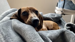 Mini dachshund enjoys first flurries of the season [upl. by Chaddy264]