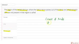 The region of the vertebrate eye where the optics nerve passes out of the retina and [upl. by Kial]