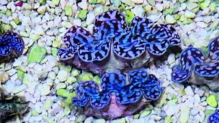 WYSIWYG Tridacna Clams at Pacific East Aquaculture [upl. by Stedmann284]