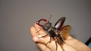 FLYING Stag Beetle  Fliegender Hirschkäfer  Lucanus cervus cervus [upl. by Okoyk988]