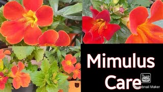 Mimulus plant care  monkey flower [upl. by Akahc]