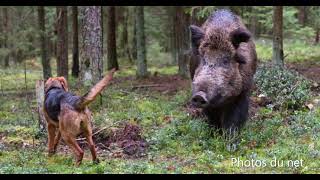 Quelques races de chiens utilisés pour la chasse du sanglier [upl. by Fahland751]