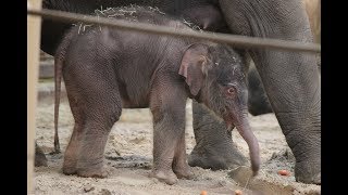 Aziatisch olifant kalf Tun Kai ♀  Elephant DAsie  Asiatic Elephant baby  Planckendael 2018 [upl. by Zoi]