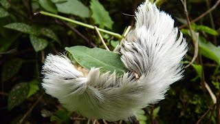 Oruga Peluche la más URTICANTE Megalopyge opercularis [upl. by Etep]