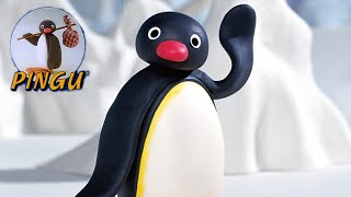 Pingu Episodes  Songs  Noot Noot  Review  Review [upl. by Ahkihs]