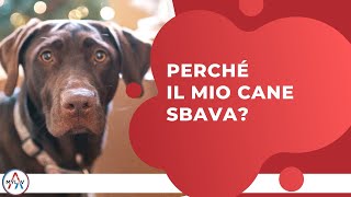 Perché il mio cane sbava [upl. by Haila84]