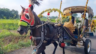 KUDA  KUDA DELMAN  NAIK DELMAN ISTIMEWA  LAGU PELANGIPELANGI  HORSE  DELMAN  KUDA TUNGGANG [upl. by Natalie552]