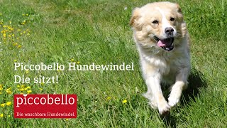 Piccobello Hundewindel  Die sitzt [upl. by Cailly]