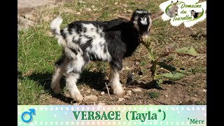 Diaporama de VERSACE Tayla  2024 [upl. by Tandie]