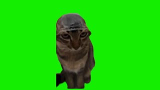 Cozzy Cat Meme Green Screen [upl. by Ylliw204]