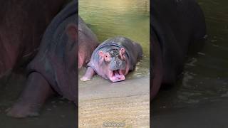 baby hippo  baby hippocampus baby animal hippo cute zoo travel [upl. by Del]