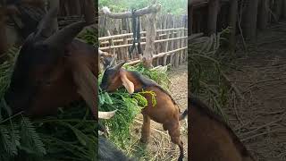 Kambing KACANG JANTAN YG MASIH BEUMUR 7 BULAN Peternak kambing pedesaan [upl. by Kermit]