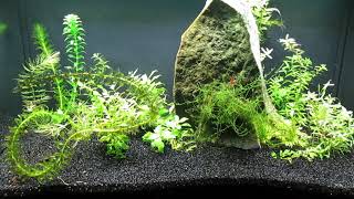 Cherry Shrimp and Juvenile Killifish Aquascape 121523 [upl. by Ahsuatal]