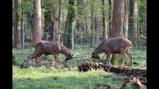 Hirsche im Wildgehege im Karlsruher Oberwald [upl. by Atiekram328]