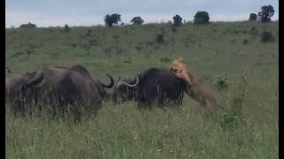 Lions hunting buffalo in Kenya [upl. by Willmert]