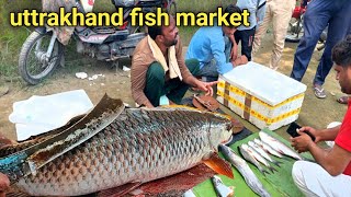 बसेड़ी लक्सर मछली बाजार  uttrakhand fish market  fish cutting skills [upl. by Collbaith]