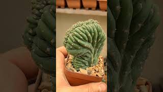 trichocereus pachanoi cristata suculentas plantassuculentas [upl. by Aihsetel]