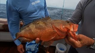 Bahamas Deep Sea Fishing for Rock Hind Grouper Mutton Snapper [upl. by Isaac406]