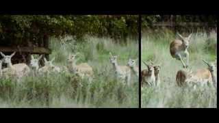 Visit Port Lympne Reserve [upl. by Llehcor]