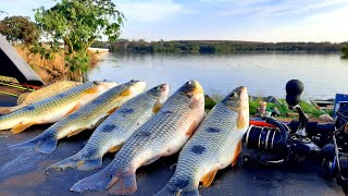 PESCANDO E FRITANDO MUITOS PEIXES PESCARIA NO RIO GRANDE [upl. by Jurkoic]