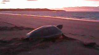 Biosphere Expeditions Turtle conservation Western Australia [upl. by Josephine81]