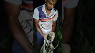 rock python rescue 🐍 snake python shortvideos youtubeshorts savesnake sankerescue reels [upl. by Atilrep857]