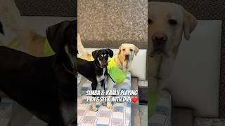 My Dogs Playing HideampSeek ❤️🐾 doglover ytshorts dogshorts minivlog pets [upl. by Arnon]