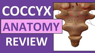 Coccyx Anatomy  Coccygeal Cornua Transverse Process Base Apex [upl. by Hurleigh]