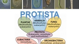 Kingdom Protista [upl. by Malynda]