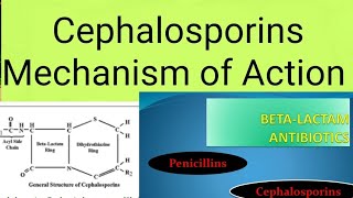 Antibiotics Cephalosporins Mechanism of Action [upl. by Athalie504]