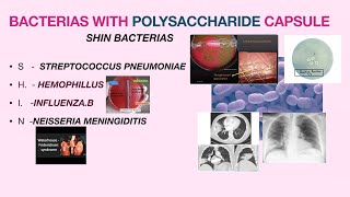 Microbiology mnemonics BACTERIOLOGY PART 1 [upl. by Rosetta114]