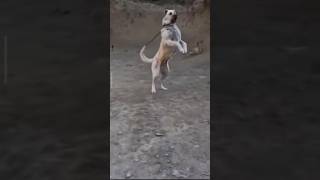 graman shepherd dog 🐶 breed 🐶 dog lover 🐶 viral short video 🐕🐶🐕 🐕🐕🐕🐕🐕🐕🐕🐕 [upl. by Yeroc528]