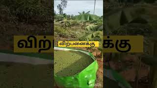 Azolla seeds available 8680089829 agriculturebusiness agri [upl. by Oiredised]