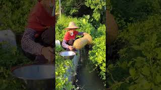 农村用竹制的笼子捕捉了很多泥鳅Many loaches are caught in bamboo cages in the countryside fishing 農村生活 fishtrip [upl. by Mellisa]