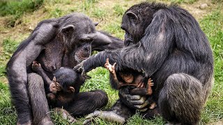 Chimps VS Humans Social Behaviors  Love Nature [upl. by Isobel]