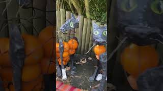 Pumpkin trail  Chester Zoo Halloween 2024 shorts [upl. by Lombard126]