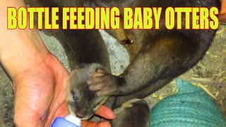 Rescued Baby SmallClawed Otter Feeding Time [upl. by Aarika503]